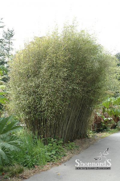 Shonnard's Nursery - Bamboo - Fargesia Nitida Blue Fountain Bamboo -  Clumping 5 Gal