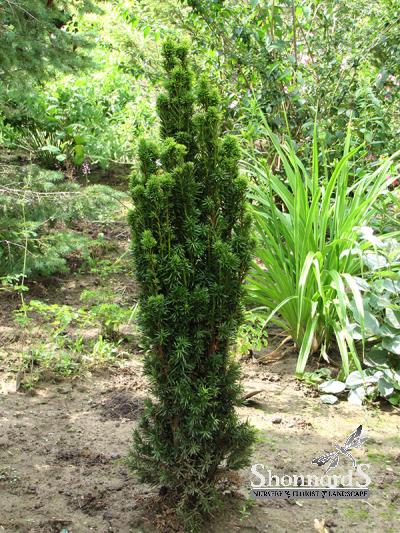 Shonnard's Nursery - Taxus Baccata 'Standishii' Golden Irish Yew 5 Gal