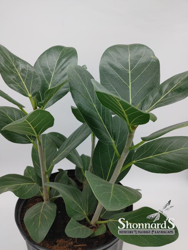 clarinervium anthurium Anthurium Clarinervium x Pedatoradiatum (Plug) – Harmony Plants main image 0