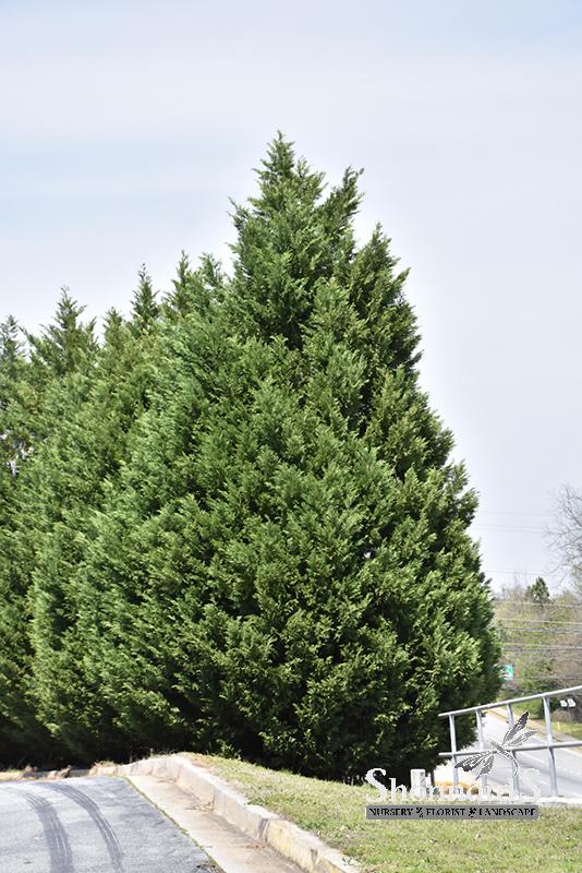 Shonnard’s Nursery Leyland Cypress Leyland Cypress 10 Gal