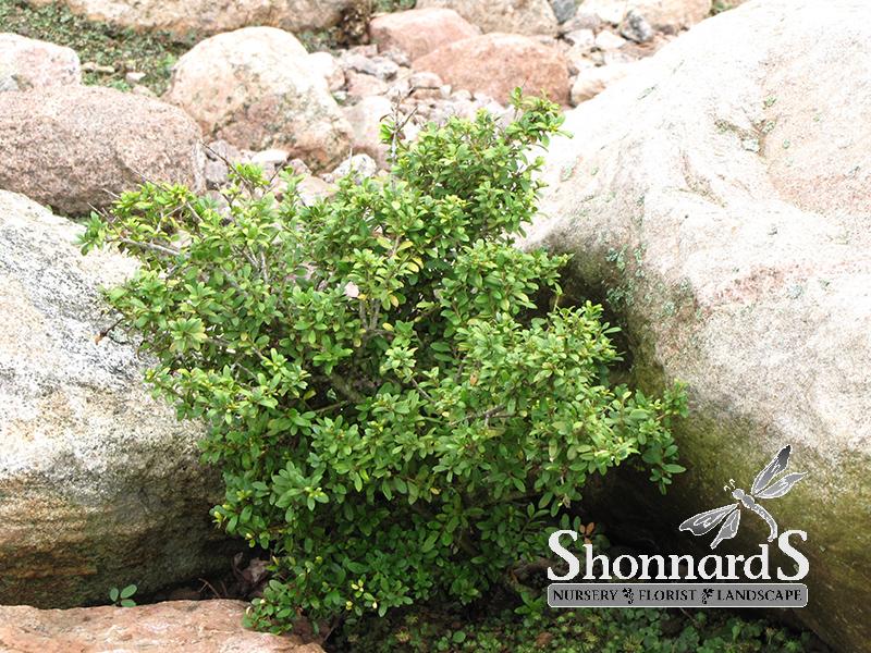 Shonnard's Nursery - Ilex Crenata 'Dwarf Pagoda' Dwarf Pagoda