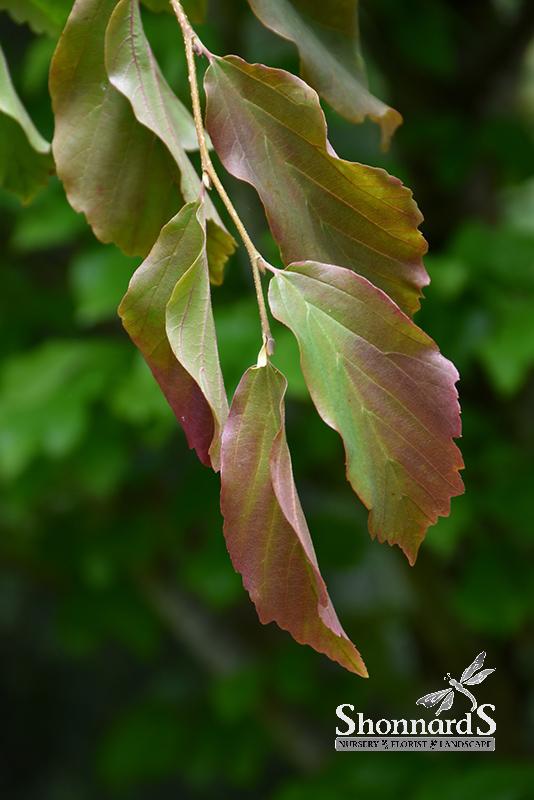 Shonnard’s Nursery - Ruby Vase Parrotia Ruby Vase Persian Parrotia 7 Gal