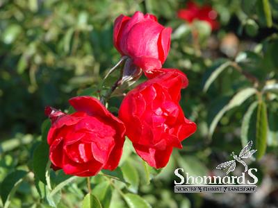 ROSE - SHRUB FLOWER CARPET SCARLET FLOWER CARPET SCARLET ROSE 8"
