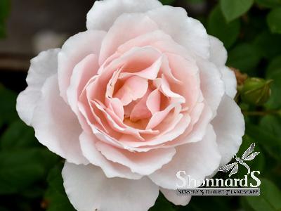 ROSE - SHRUB 'BELINDA'S BLUSH' BELINDA'S BLUSH ROSE CREAM PINK BR