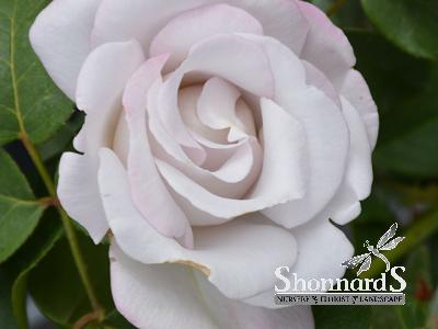 ROSE - HYBRID TEA 'STAINLESS STEEL' STAINLESS STEEL ROSE LAVENDER BR