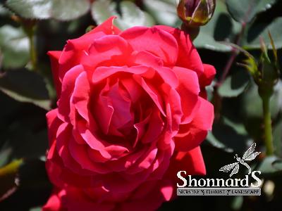 ROSE - SHRUB KNOCK OUT PETITE cherry 2 gal