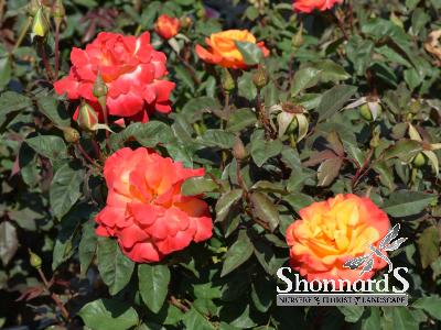 ROSE - HYBRID TEA RIO SAMBA RIO SAMBA ROSE RED ORANGE YELLOW BLEND BR