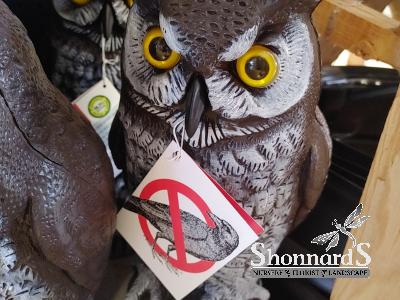 GREAT HORNED OWL DALEN