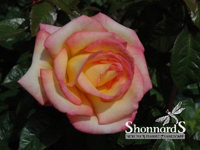 ROSE - FLORIBUNDA SHEILAS PERFUME SHEILA'S PERFUME ROSE DEEP PINK EDGED YELLOW BR