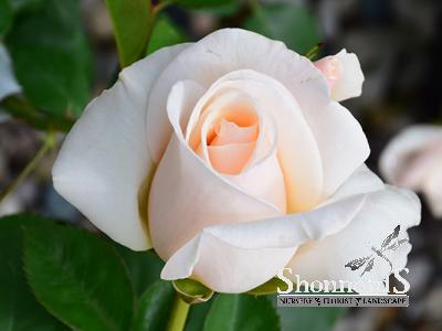 ROSE - FLORIBUNDA EASY SPIRIT™ EASY SPIRIT ROSE WHITE CREAM BR