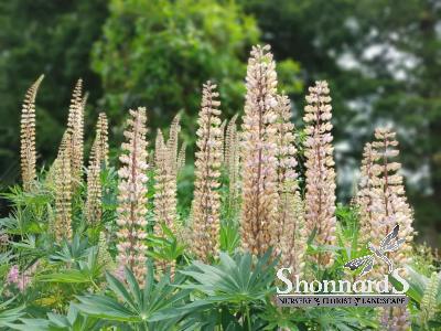 Lupinus polyphyllus Bigleaf Lupine seeds