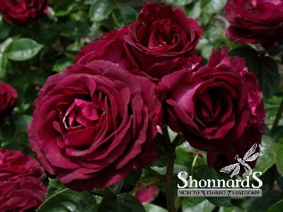 ROSE - GRANDIFLORA TWILIGHT ZONE TWILIGHT ZONE BARE ROOT DEEP PURPLE BR
