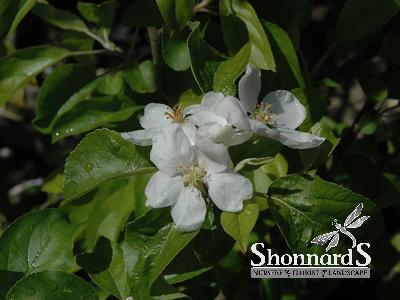 APPLE - CHEHALIS SEMIDWARF CHEHALIS APPLE white BR