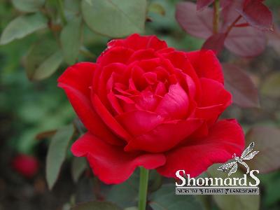 ROSE - HYBRID TEA MISTER LINCOLN MISTER LINCOLN ROSE DEEP RED BR