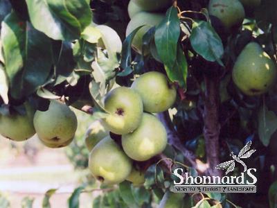 PEAR - ANJOU DWARF ANJOU PEAR BR