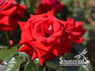ROSE - FLORIBUNDA 'DROP DEAD RED' DROP DEAD RED ROSE RED BR