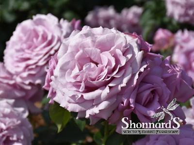 ROSE - FLORIBUNDA LOVE SONG LOVE SONG ROSE LAVENDER BR