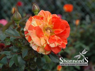 ROSE - SHRUB ORANGES 'N' LEMONS ORANGES 'N LEMONS BARE ROOT ORANGE YELLOW BR