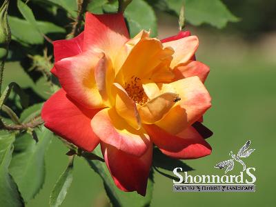ROSE - CLIMBING JOSEPH'S COAT JOSEPH'S COAT CLIMBING ROSE RED PINK ORANGE YELLOW BR