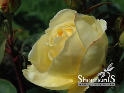 ROSE - GRANDIFLORA 'CH-CHING' CH-CHING ROSE LEMON YELLOW BR