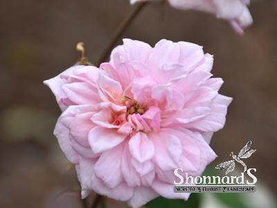 ROSE - CLIMBING CÉCILE BRÜNNER CECILE BRUNNER CLIMBING ROSE PINK BR