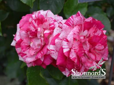 ROSE - GRANDIFLORA ROCK AND ROLL ROCK & ROLL ROSE RED/WHITE BR
