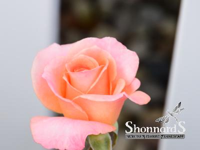 ROSE - FLORIBUNDA JUMP FOR JOY JUMP FOR JOY ROSE PEACH BLEND BR