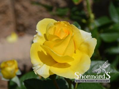 ROSE - FLORIBUNDA DORIS DAY DORIS DAY ROSE YELLOW BR