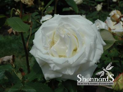 ROSE - HYBRID TEA POPE JOHN PAUL II POPE JOHN PAUL II ROSE WHITE BR