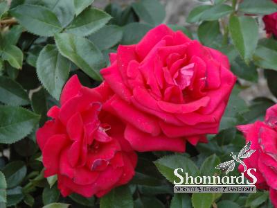 ROSE - HYBRID TEA LASTING LOVE LASTING LOVE ROSE DARK RED BR