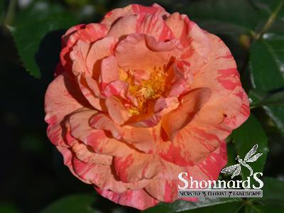 ROSE - FLORIBUNDA FRIDA KAHLO ROSE STRIPED RED GOLD POTTED