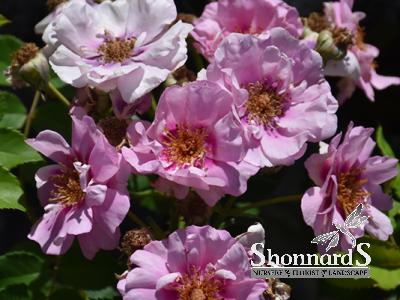 ROSE - SHRUB EASY ON THE EYES EASY ON THE EYES BARE ROOT PINK PURPLE BR