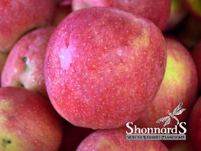 APPLE - JONAGOLD DWARF JONAGOLD APPLE Blush Yellow BR