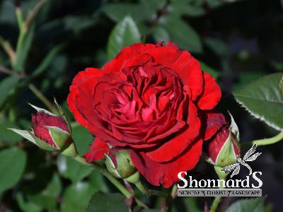 ROSE - CLIMBING LADY IN RED™ LADY IN RED CLIMBING ROSE DARK RED BR