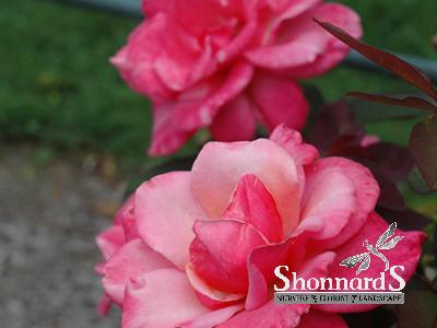 ROSE - HYBRID TEA FIRST PRIZE FIRST PRIZE ROSE 3