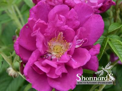 ROSE - SHRUB PURPLE PAVEMENT PURPLE PAVEMENT ROSE PURPLE RED BR