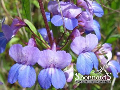 Collinsia grandiflora Blue-eyed Mary seeds
