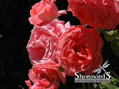 ROSE - CLIMBING AMERICA AMERICA CLIMBING ROSE PINK BR