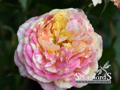 ROSE - GRANDIFLORA POP ART POP ART ROSE PINK/YELLOW STRIPED BR