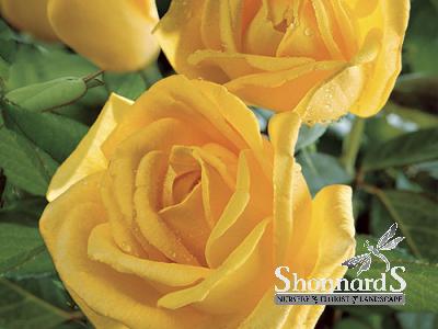 ROSE - GRANDIFLORA RADIANT PERFUME RADIANT PERFUME ROSE YELLOW BR