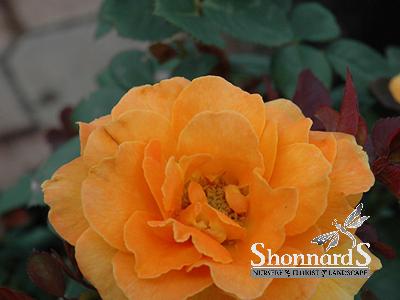 ROSE - FLORIBUNDA VAVOOM VAVOOM ROSE BRIGHT ORANGE BR