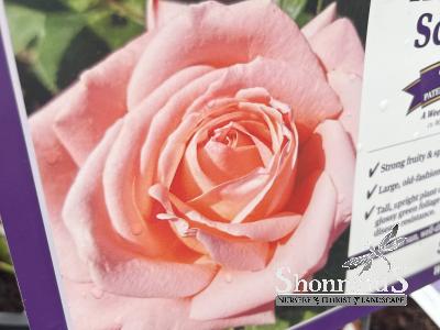 ROSE - HYBRID TEA HEAVENLY SCENTED HEAVENLY SCENTED ROSE SALMON PINK BR
