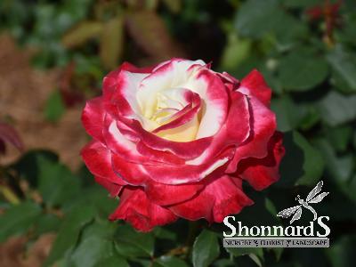ROSE - HYBRID TEA DOUBLE DELIGHT DOUBLE DELIGHT ROSE CREAM BLUSH RED BR
