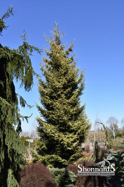 An image of PICEA ORIENTALIS 'SKYLANDS' SKYLANDS ORIENTAL SPRUCE