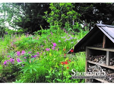Tough Site Wildflower Mix small packet