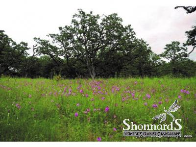 Oak Understory Wildflower Mix small packet