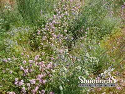 Urban Meadow Wildflower Mix small packet