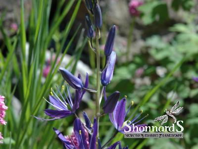 Camassia leichtlinii var. suksdorfii Great Camas seeds