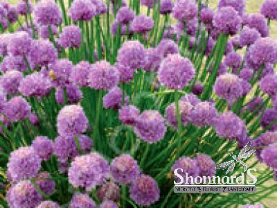 CHIVES 4"
