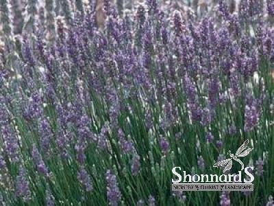 LAVENDER 4"